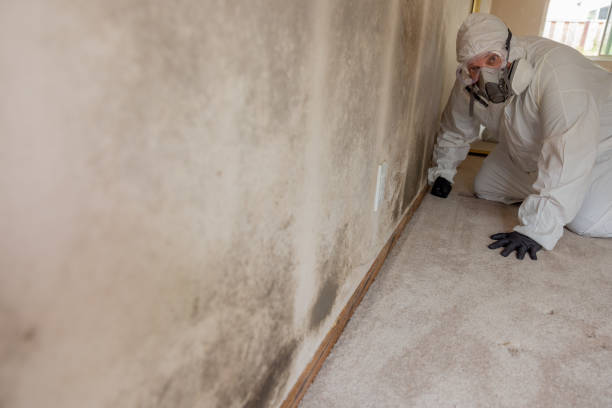  Pomeroy, OH Mold Removal Pros